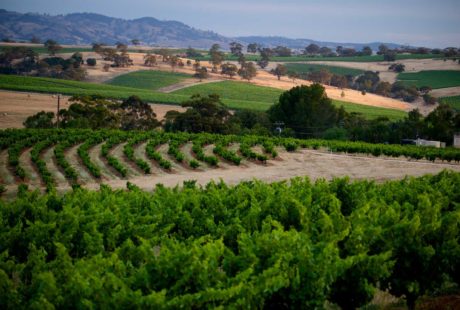 South-Australia-Wine-Regions---Seppeltsfield-Winery